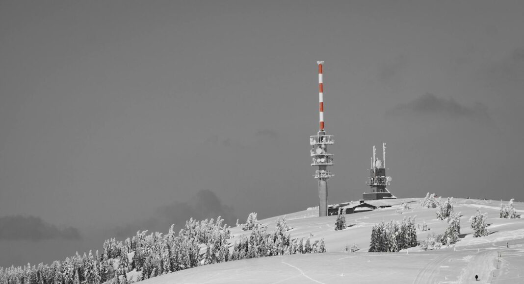 green trees with snow