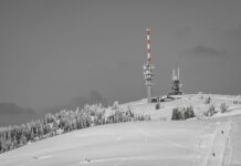 green trees with snow
