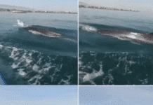 Une baleine repérée au Nord du Liban Une baleine repérée au Nord du Liban