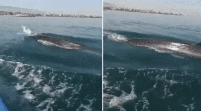 Une baleine repérée au Nord du Liban