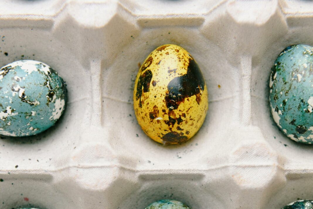 close up photo of colored quail eggs