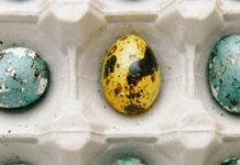 Liban: Pour une fois, Pâques réunit les dirigeants chrétiens et appelle à dépasser les clivages politiques close up photo of colored quail eggs