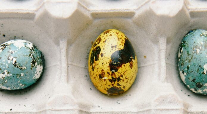 close up photo of colored quail eggs