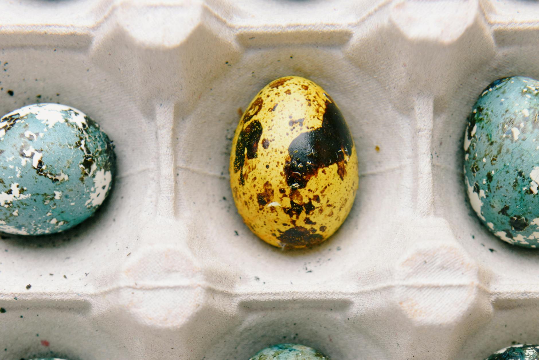 close up photo of colored quail eggs