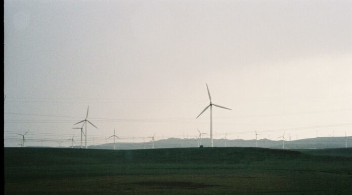 film photo of a field with wind turbines