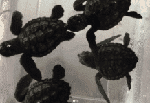 Liban: Les FSI Sauvent des tortues marines menacées de la contrebande