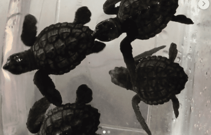 Liban: Les FSI Sauvent des tortues marines menacées de la contrebande
