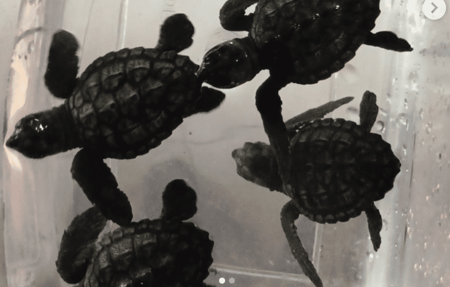 Liban: Les FSI Sauvent des tortues marines menacées de la contrebande
