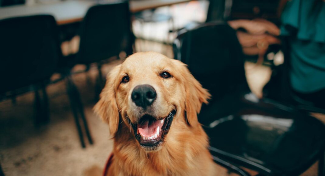 short coated tan dog