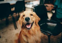 short coated tan dog