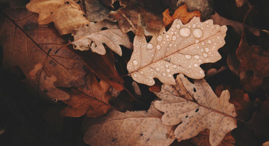 withered leaves photo