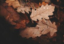 withered leaves photo
