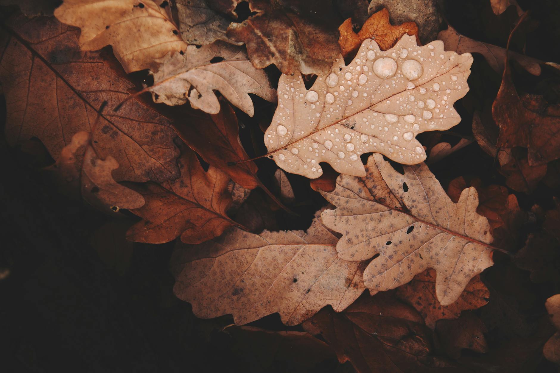 Perspective: Le Liban Face à un automne de tous les dangers withered leaves photo