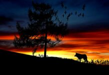 silhouette dog on landscape against romantic sky at sunset