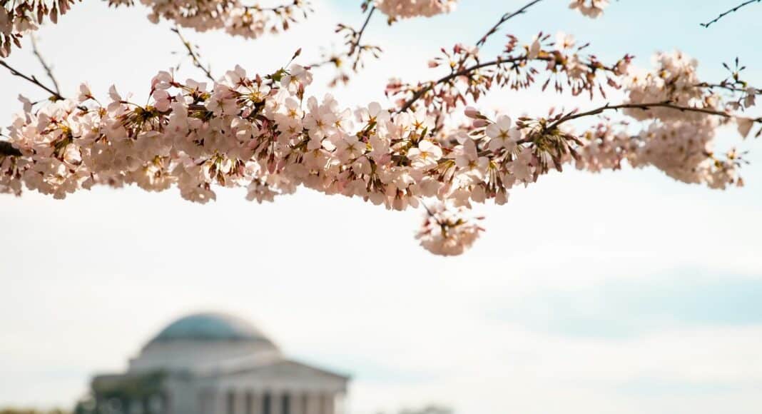 selective focus photography of white petaled flowers