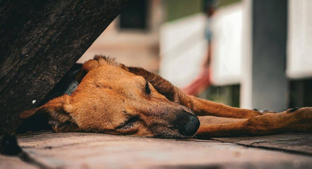 A brown dog laying on top of a wooden floor