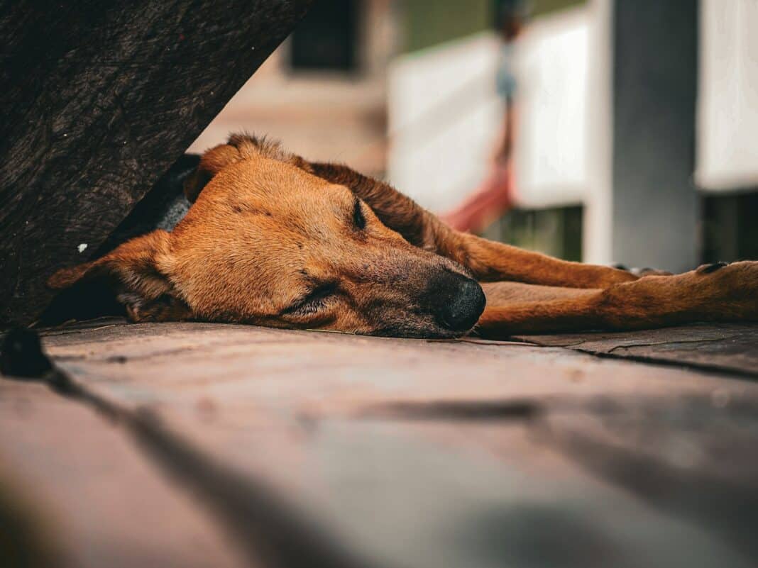 A brown dog laying on top of a wooden floor