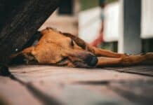 A brown dog laying on top of a wooden floor