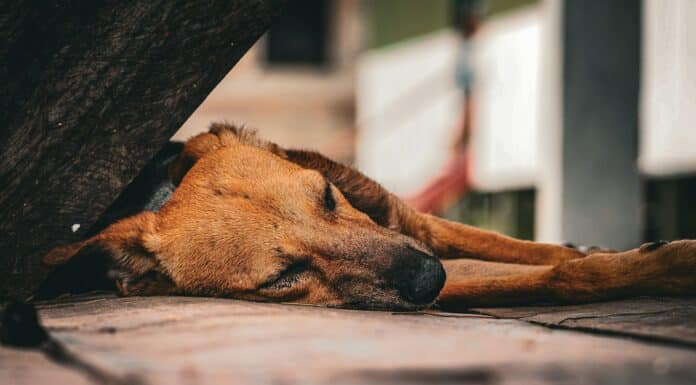A brown dog laying on top of a wooden floor