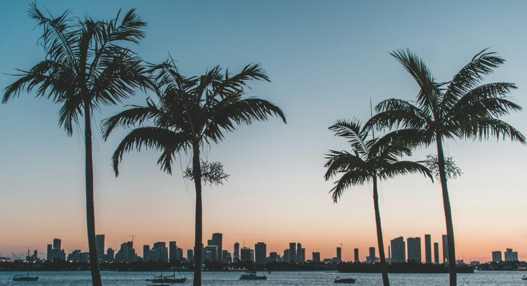 silhouette of palm trees near body of water during sunset