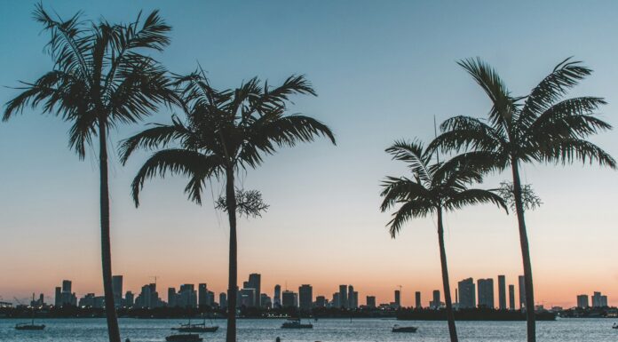 silhouette of palm trees near body of water during sunset