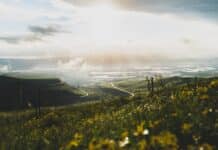 yellow petaled flower field at daytime