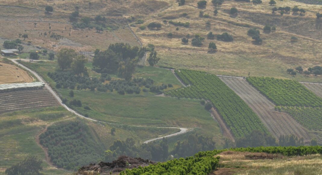 a view of a vineyard from a hill