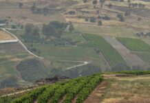 Israël accuse le Hezbollah de violer le cessez-le-feu a view of a vineyard from a hill
