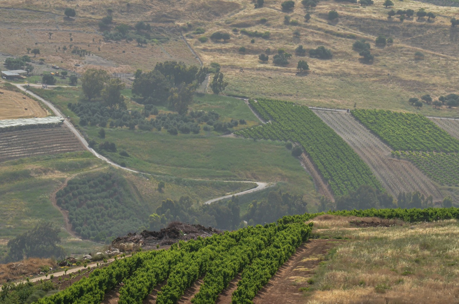 a view of a vineyard from a hill