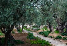 green trees