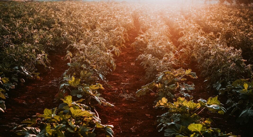 yellow flowers on field during daytime