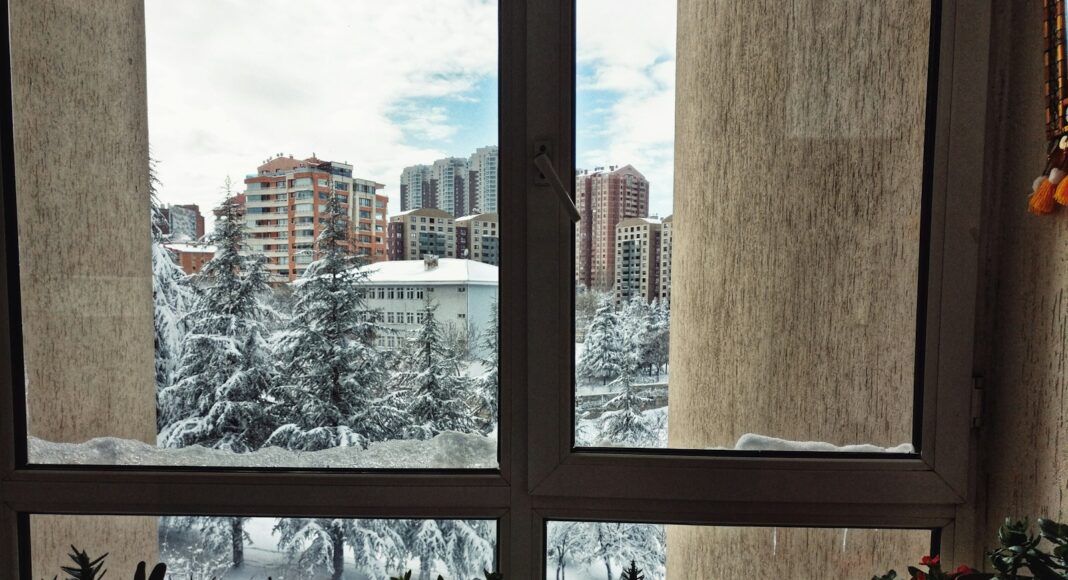 succulent plants in window