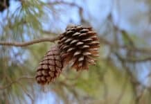 Revue de presse israélienne: Israël entre sécurité, justice et solidarité internationale a pine cone hanging from a tree branch