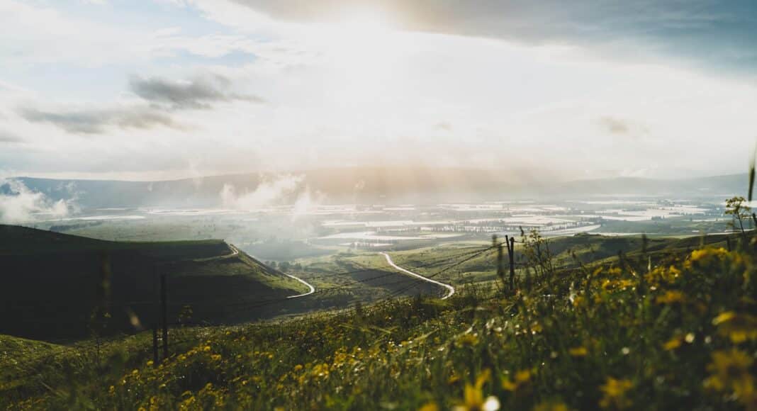 yellow petaled flower field at daytime