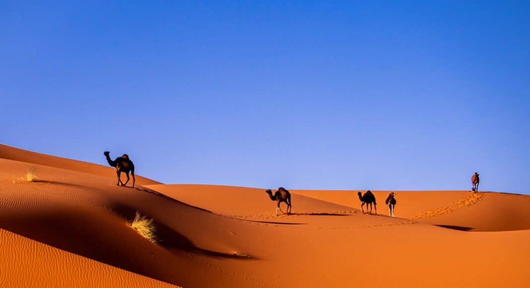 camels in a desert
