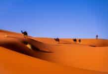 Survivre au Sahel : quand climat et conflits s’entrelacent camels in a desert