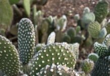 A close up of a small cactus plant