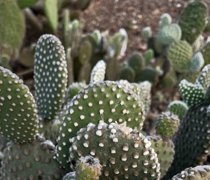 A close up of a small cactus plant