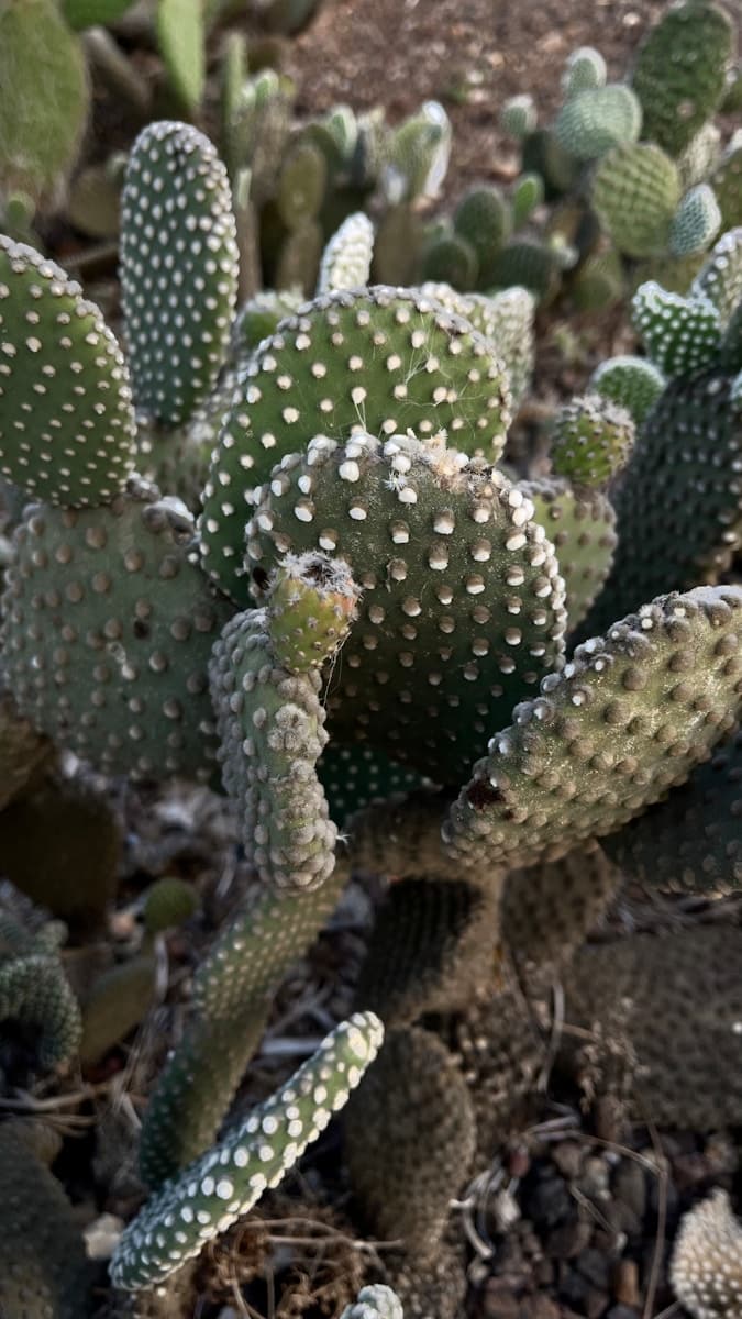 A close up of a small cactus plant