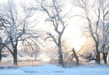 a snow covered field with trees and a fence