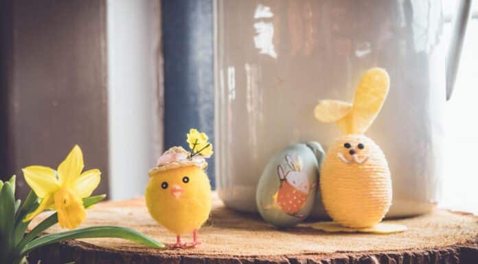 yellow bird plush toy on brown wood