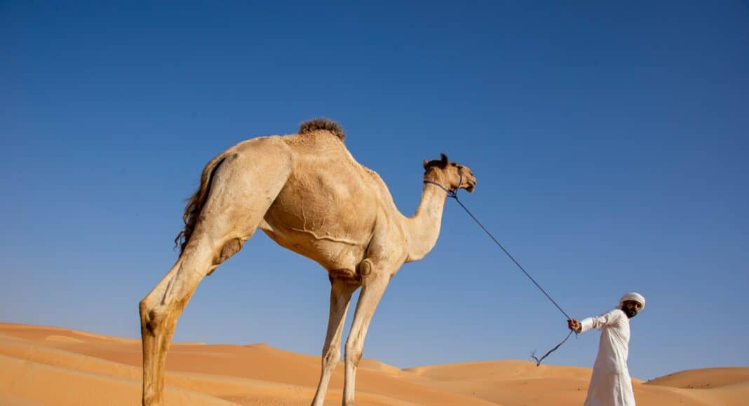 a man with a camel in the desert