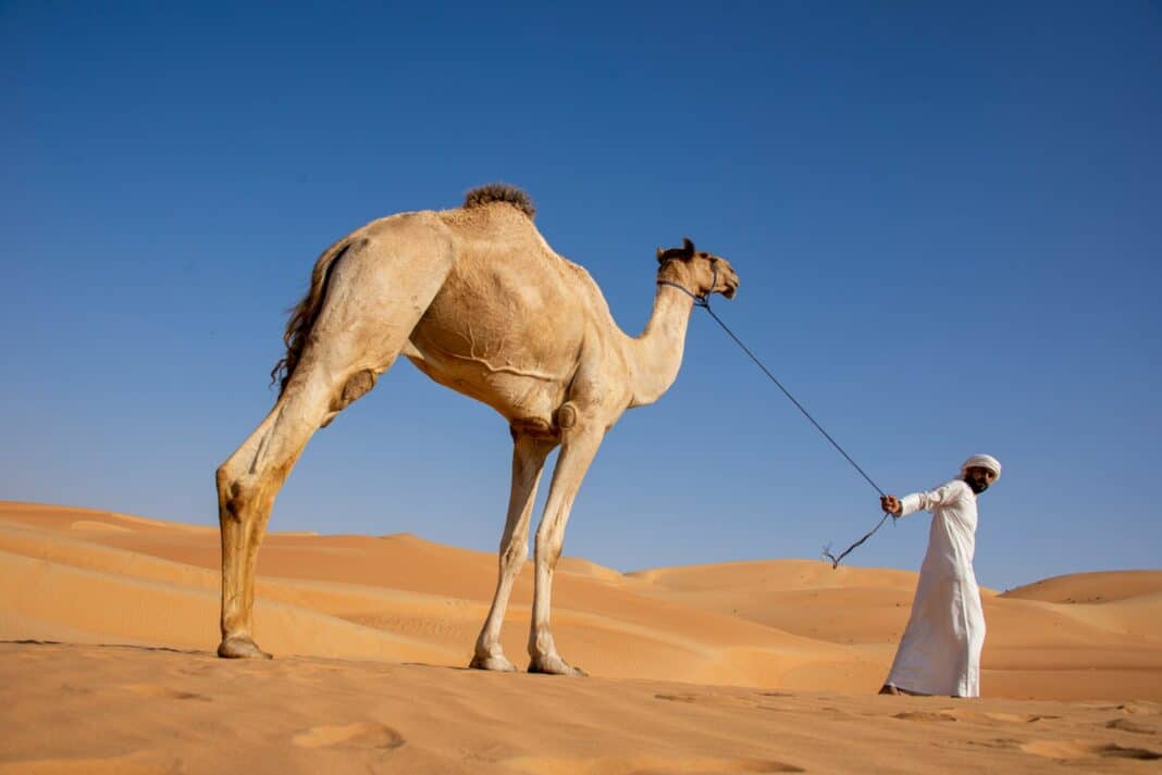 a man with a camel in the desert