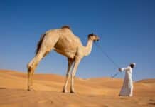 a man with a camel in the desert