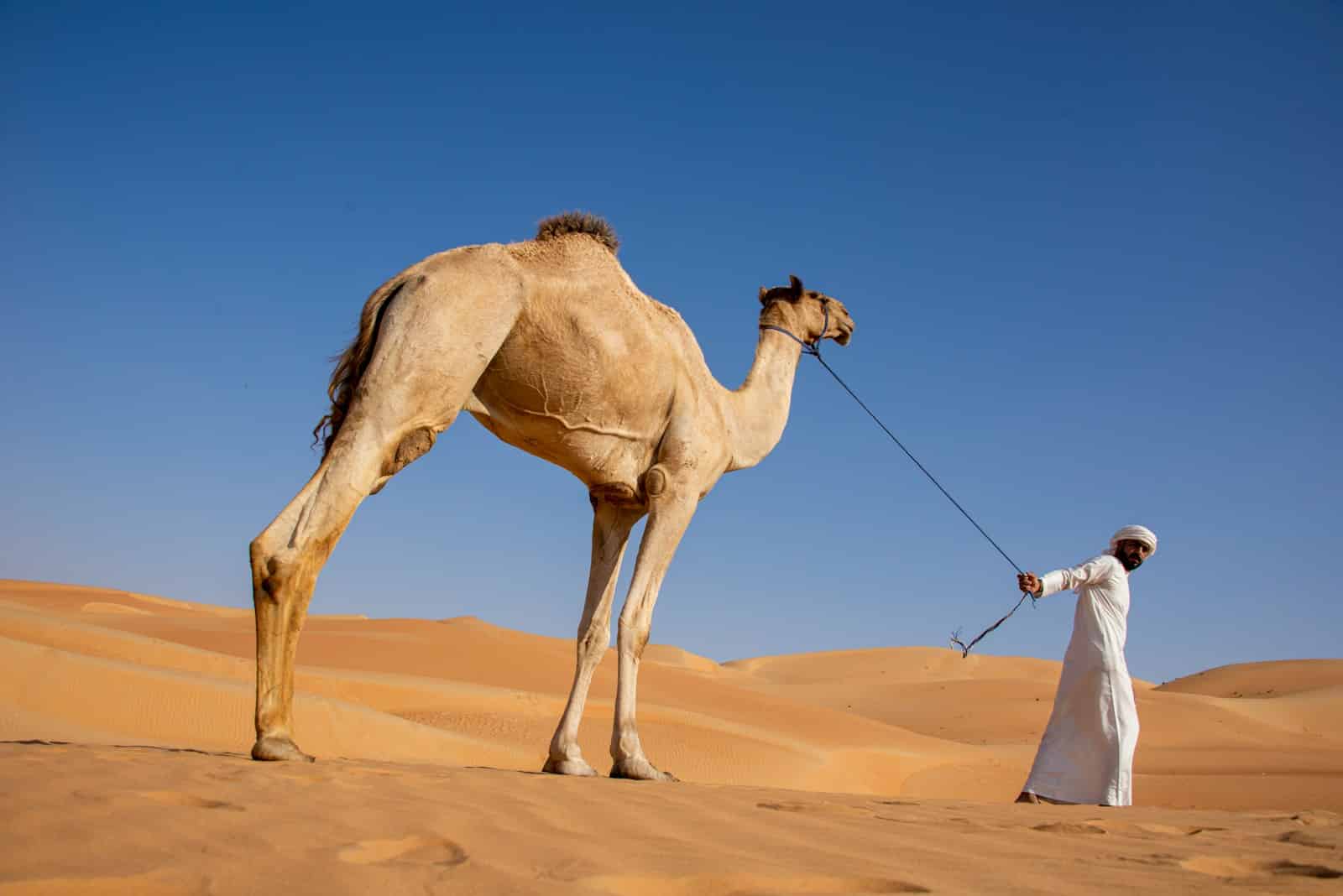 La normalisation arabe-israélienne et le Liban : entre isolement et repositionnement a man with a camel in the desert