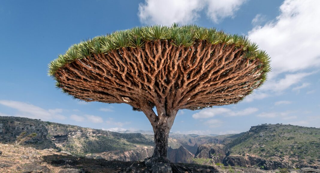 a strange looking tree in the middle of a rocky area