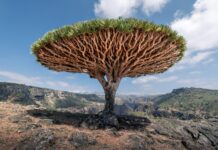 a strange looking tree in the middle of a rocky area