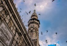 low angle photography of flock of birds flying over the building during daytime