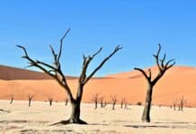 person taking picture of bare trees