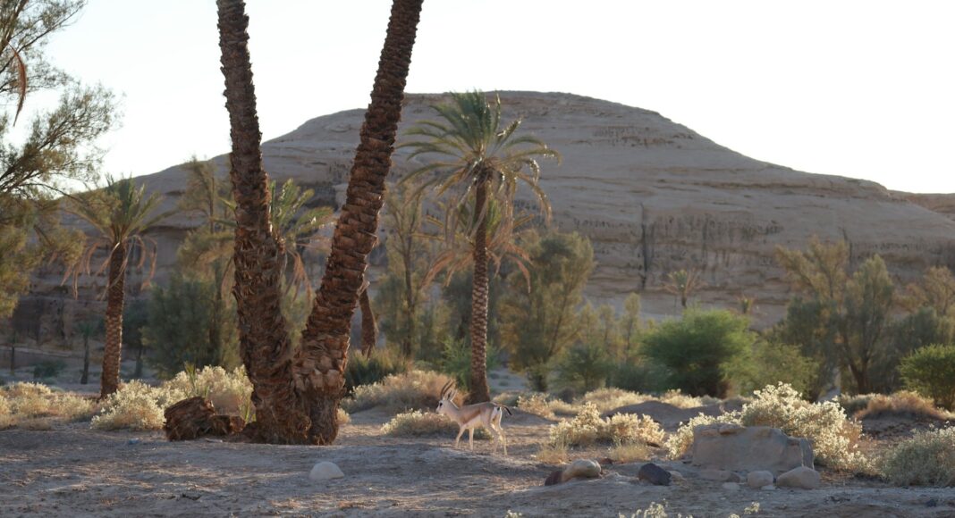 A couple of palm trees sitting in the middle of a desert